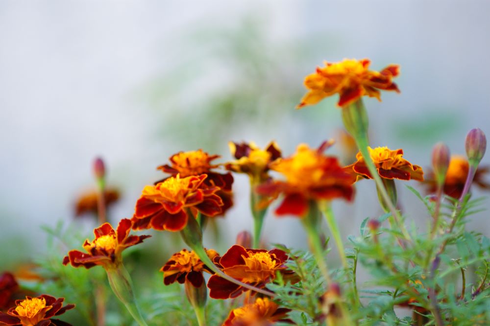 숨길 수 없는 신분(요일 3:10)