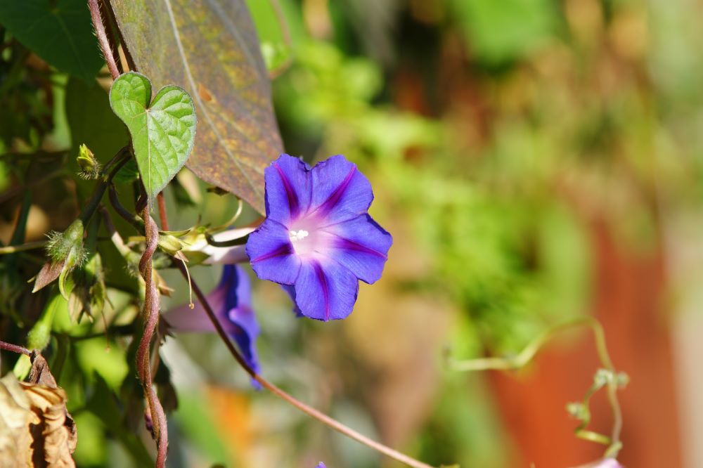 지나가는 것(요일 2:17)