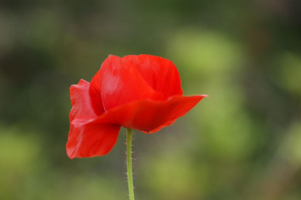 우상을 멀리하라(요일 5:21)