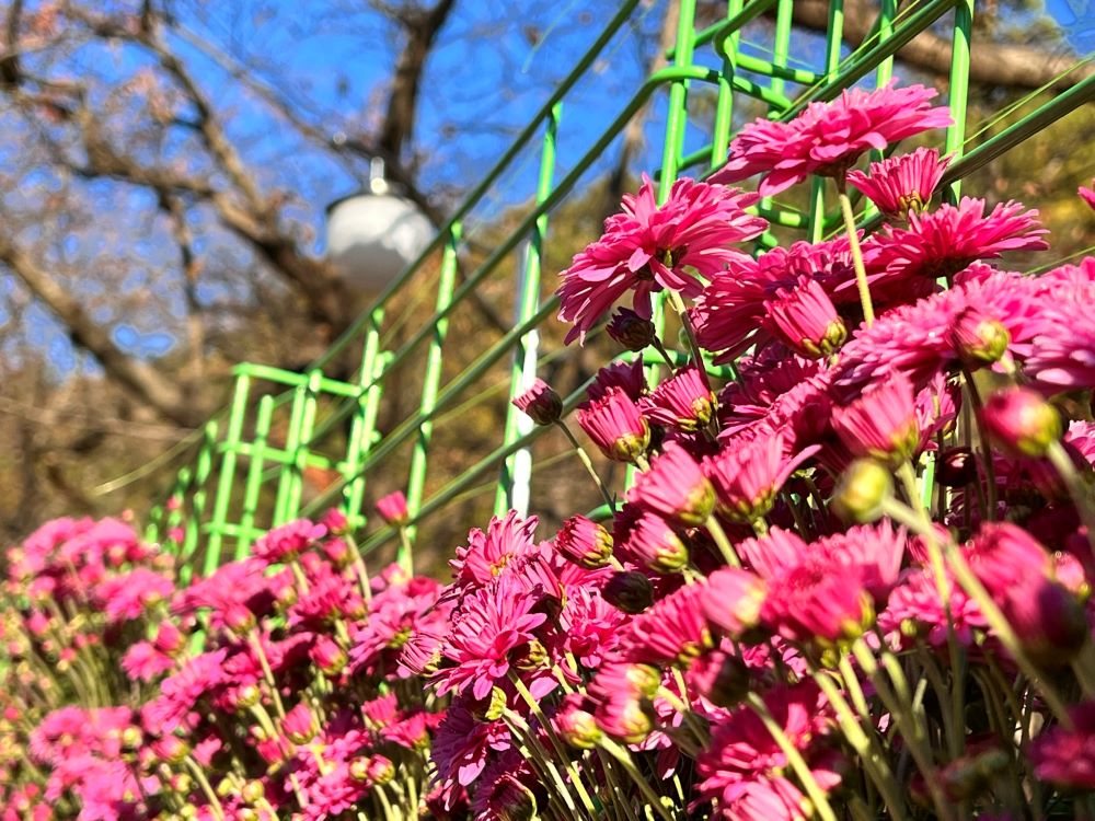 가난한 지혜자(전 9:15)