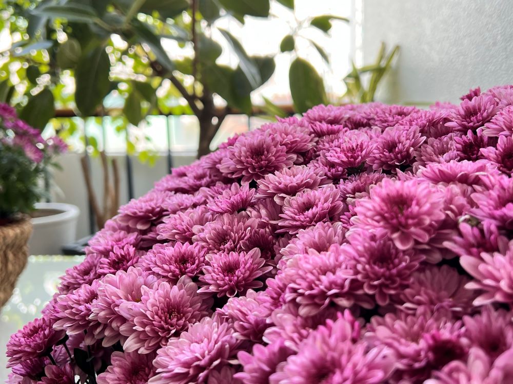 요한일서를 쓰는 이유(요일 2:1)