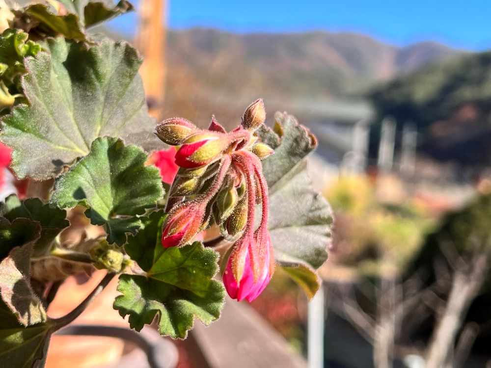 산 자들에게 소망이 있다(전 9:4)