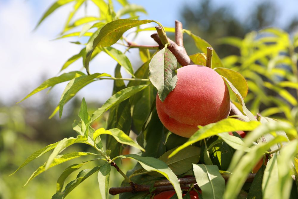 서원한 것(전 5:6)