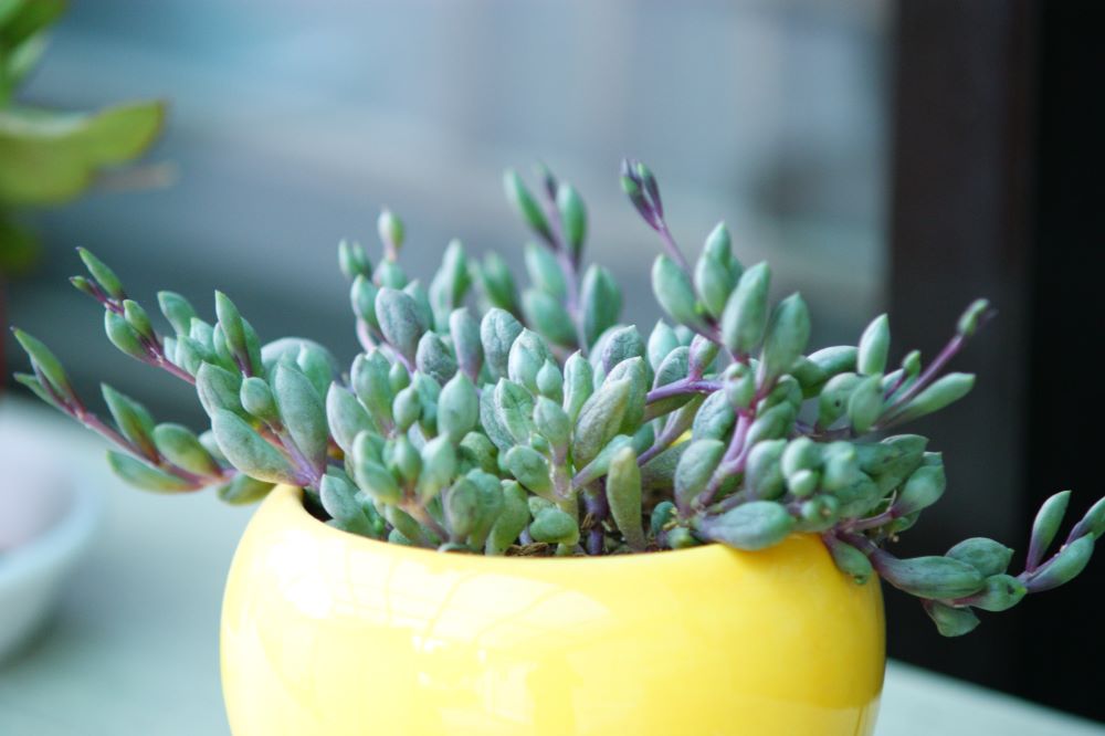 여호와의 명령을 따라(민 3:39)