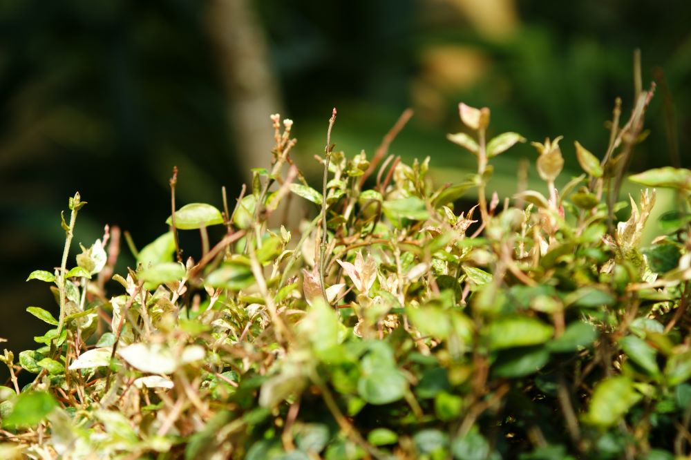 성물은 만지지 말라(민 4:15)