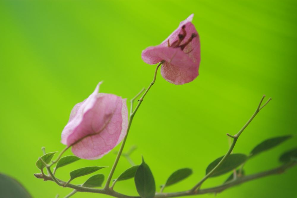 레위인은 내 것이라(민 3:45)