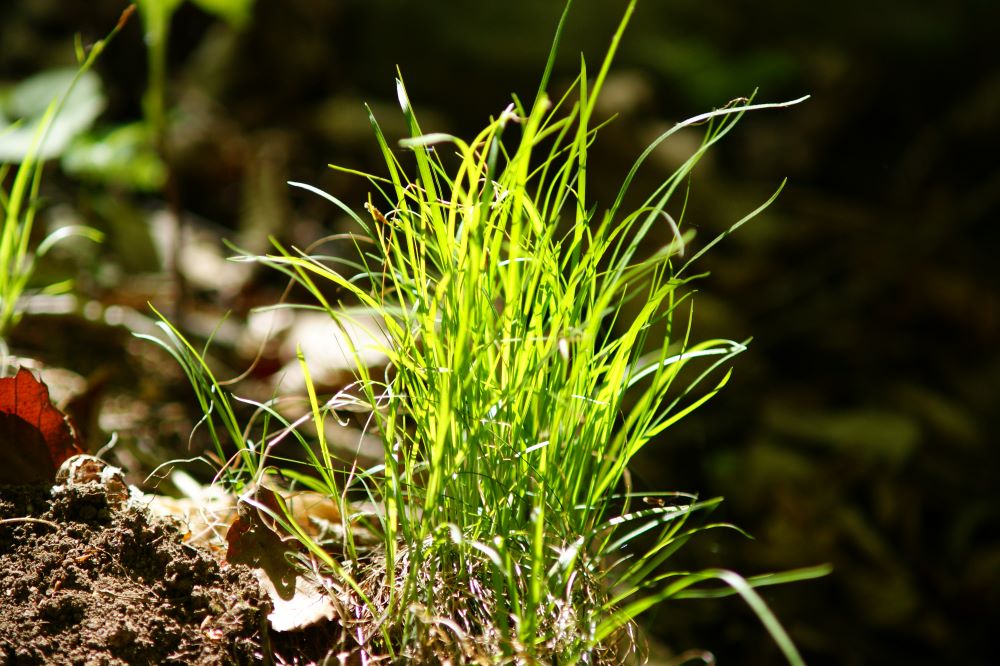 의심의 소제(민 5:15)