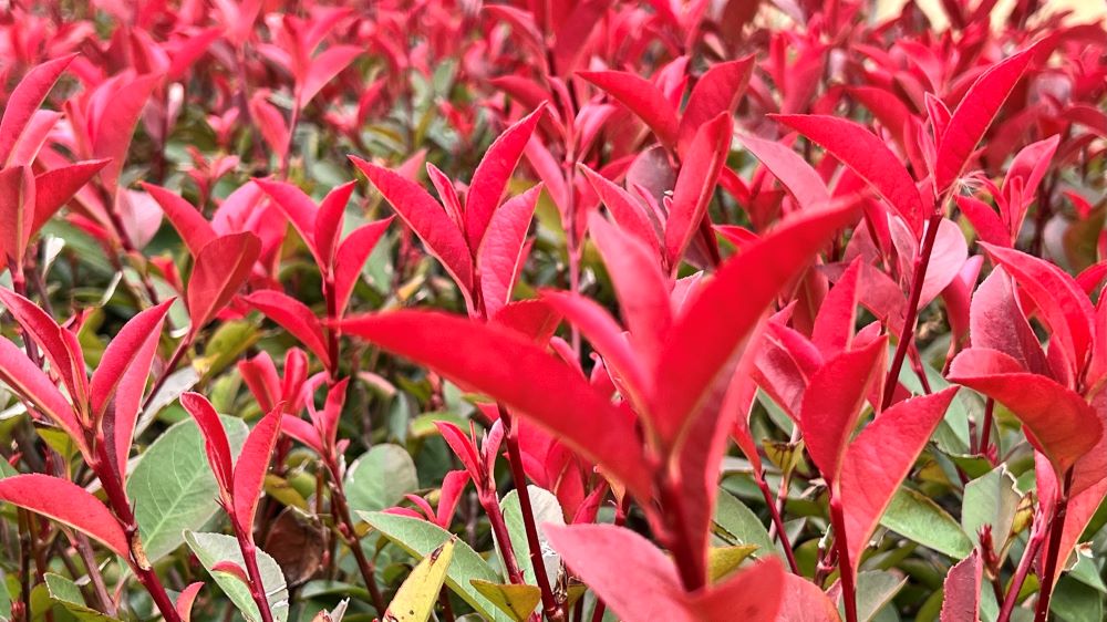 그리스도까지 열네 대더라(마 1:17)