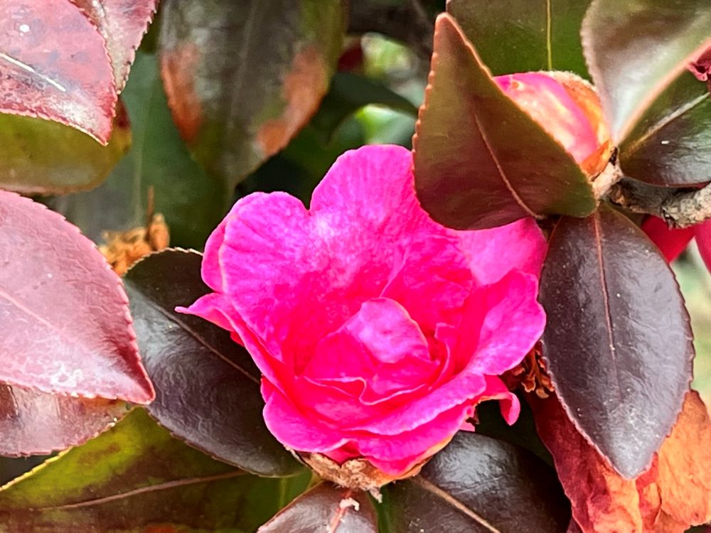 성령으로 된 것이라(마 1:20)