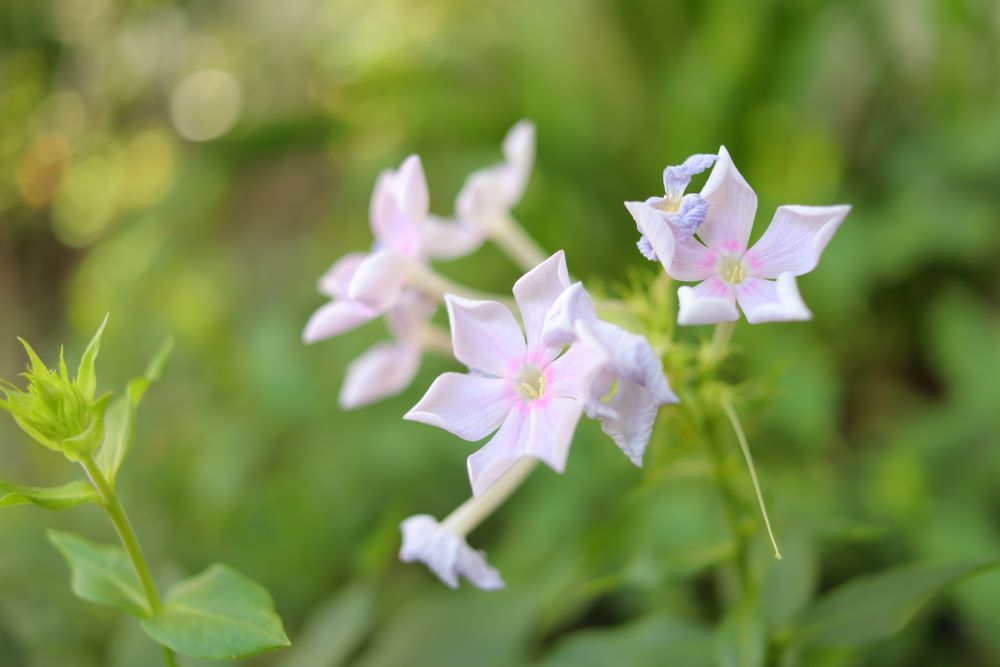 특별한 서원(민 6:2)