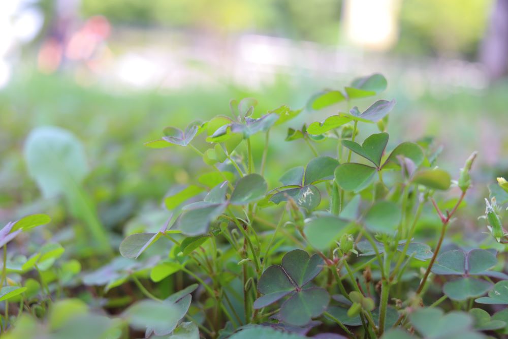 내 이름으로 축복하라(민 6:27)