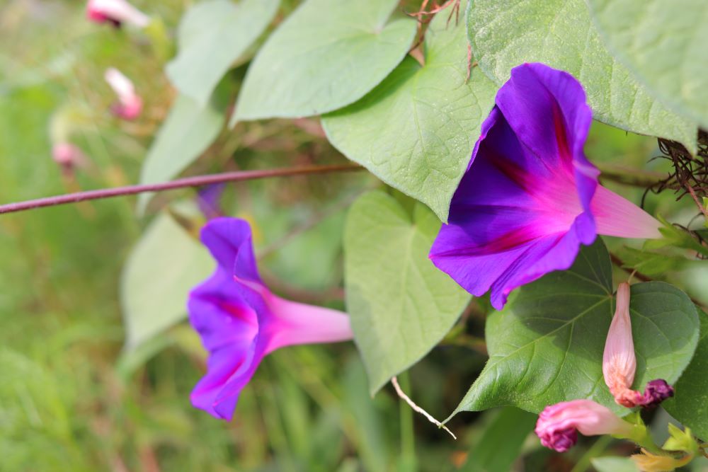 은 나팔을 만들어라(민 10:2)