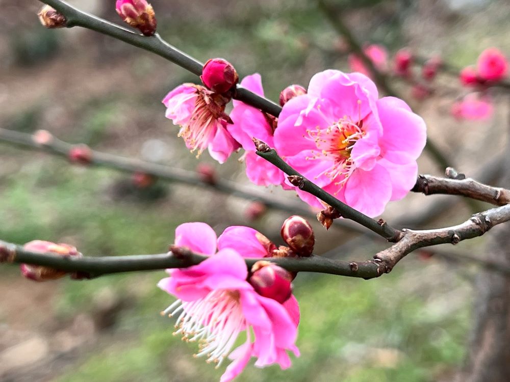 주가 쓰시겠다 하라(마21:3)