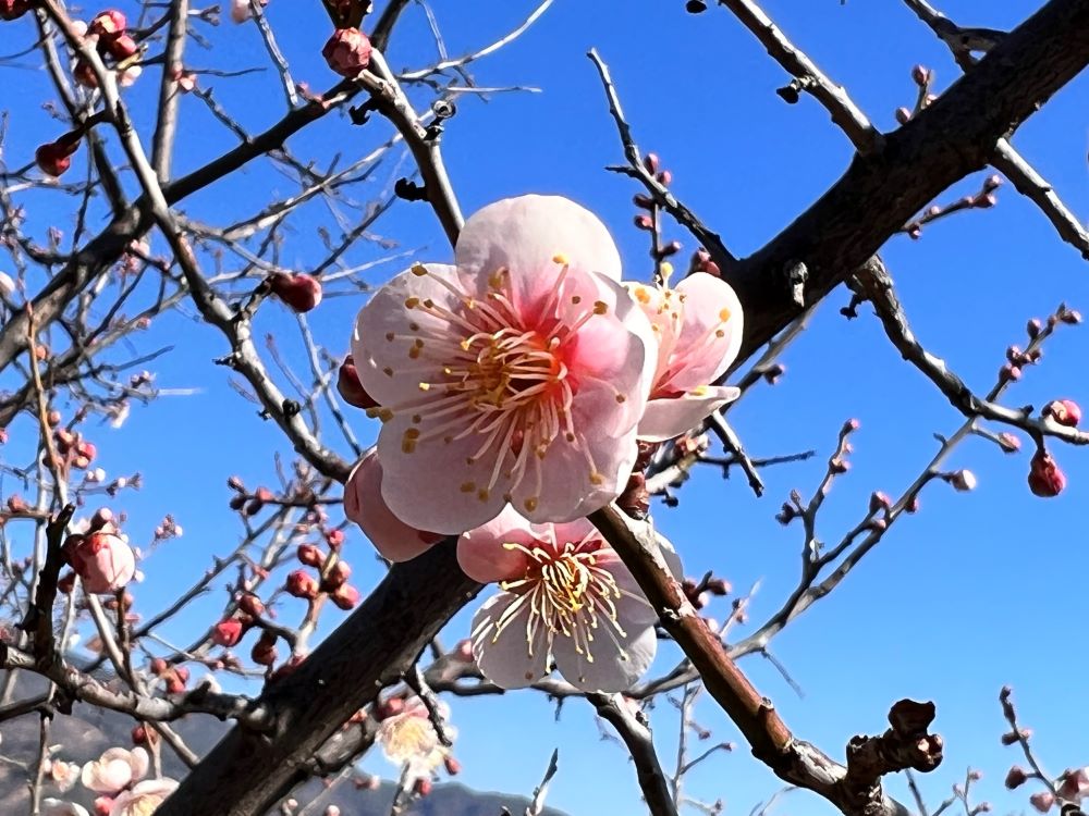 음행한 이유 외에는(마 19:9)