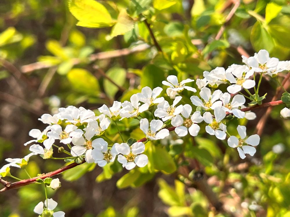 이 만나 외에는(민 11:6)