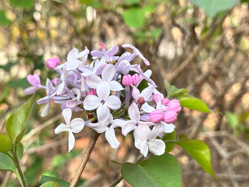 억지로 지워 가게 하였더라(마 27:32)