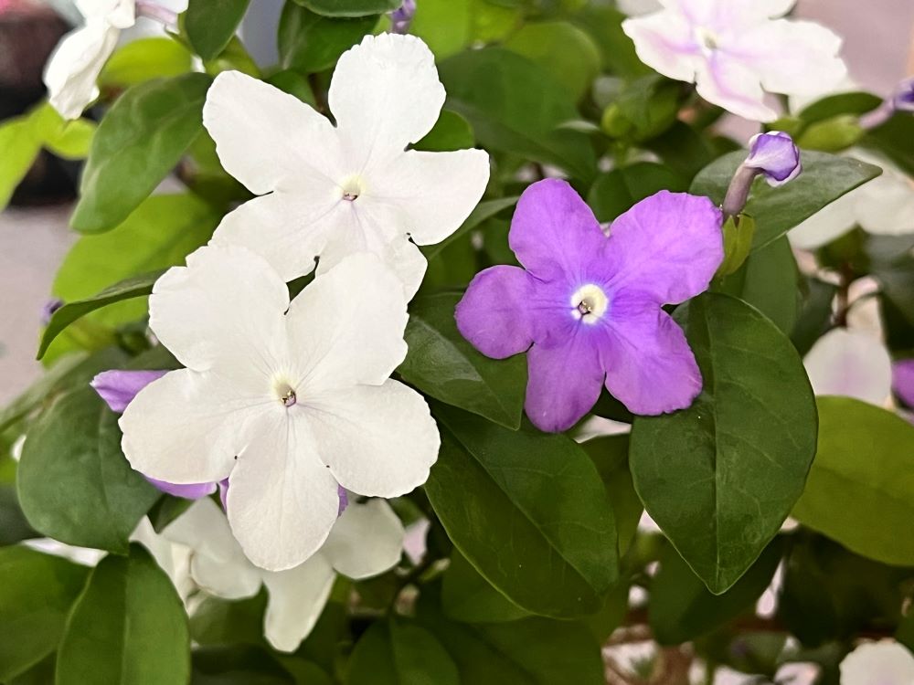 탐욕의 무덤들(민 11:34)