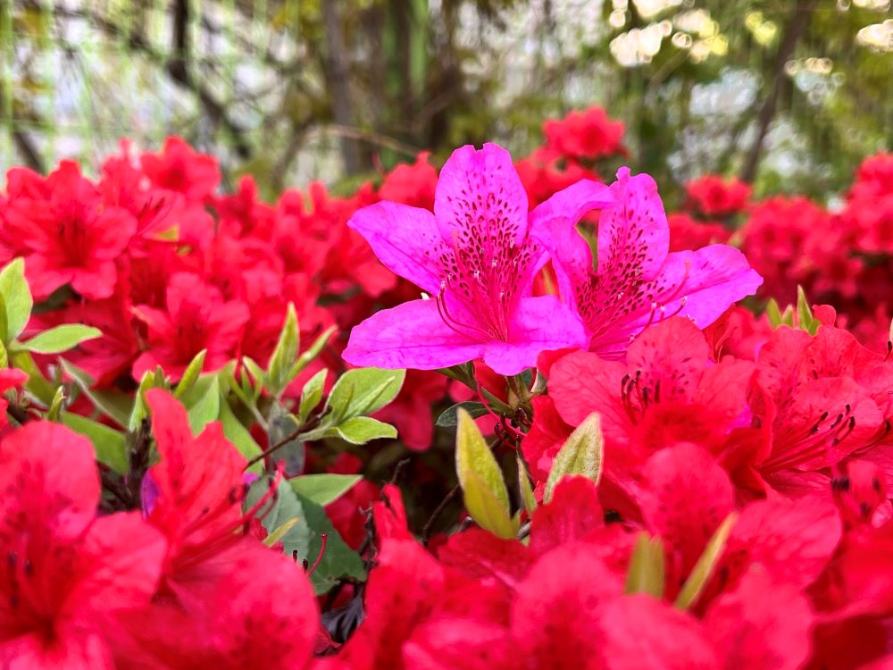 여호와를 거스르는도다(민 16:11)