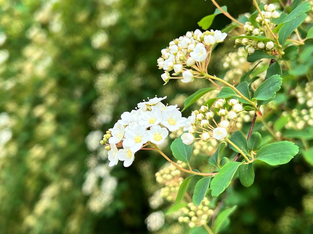 선물로 주었은즉(민 18:7)