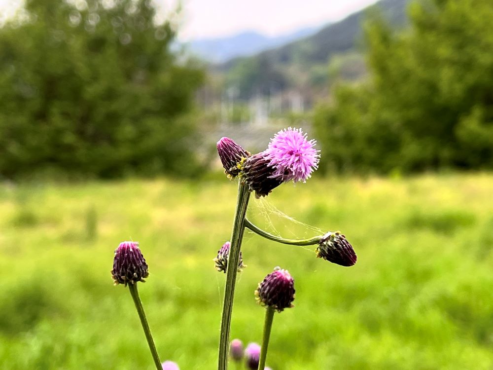 나귀가 발람에게 이르되(민 22:30)