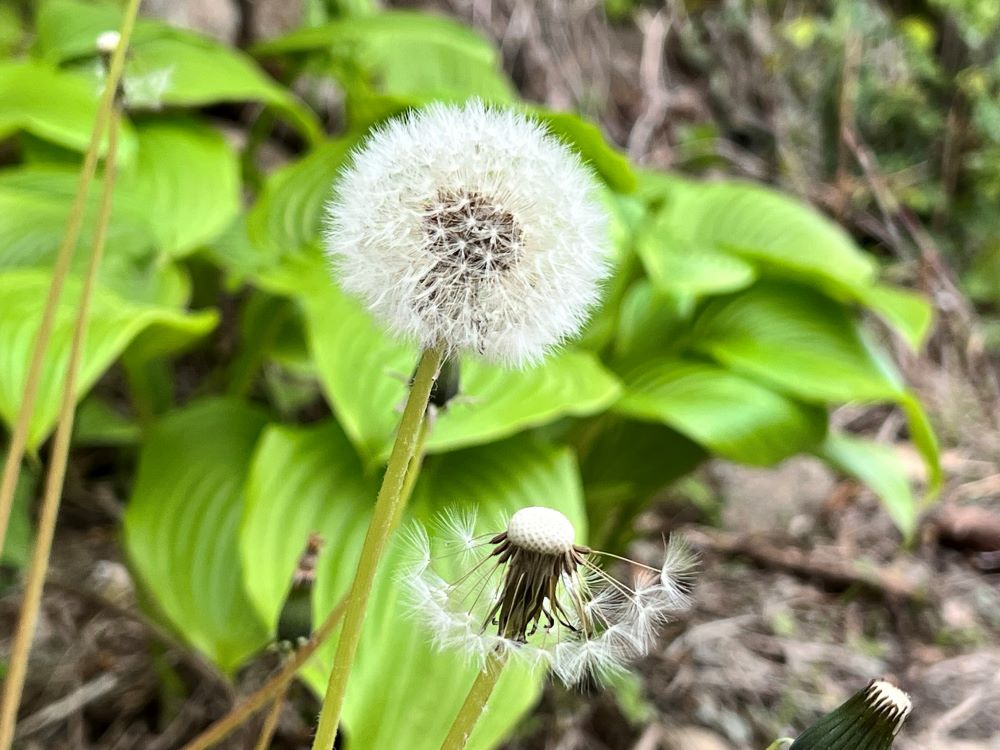 두려워하지 말라(민 21:34)