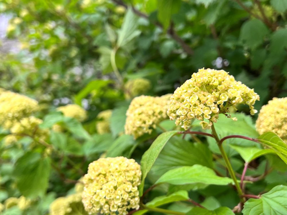 복을 받은 자(민 22:12)