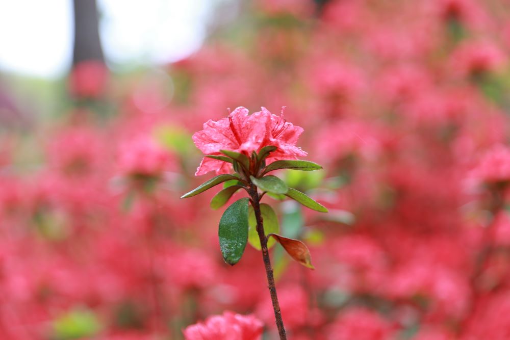 질투하시는 하나님(민 25:11)
