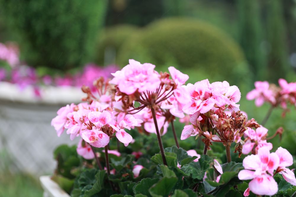 그 후에 네가 돌아가리라(민 31:2)