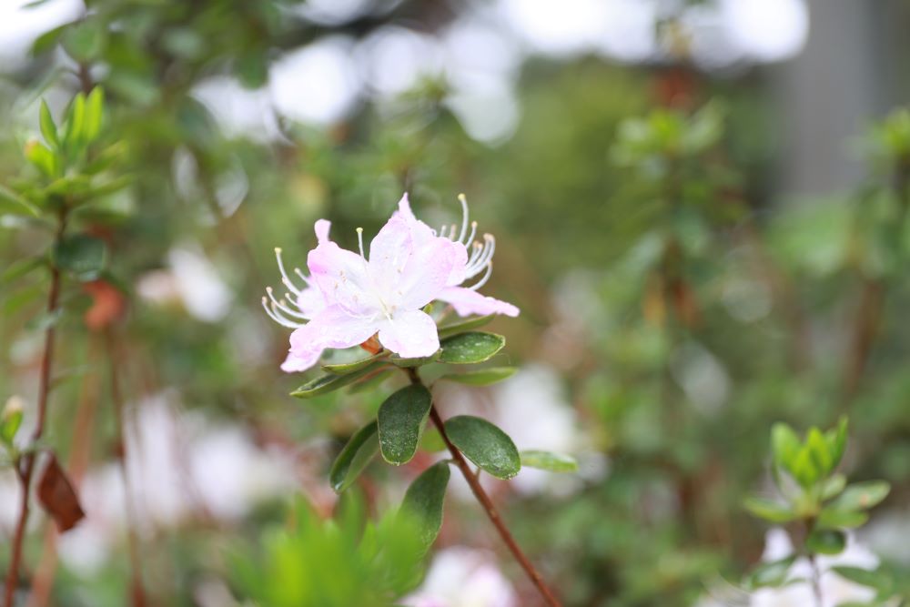 말한 대로 다 이행할 것이니라(민 30:2)