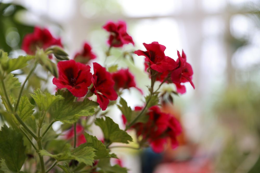 계수된 자(민 26:14)