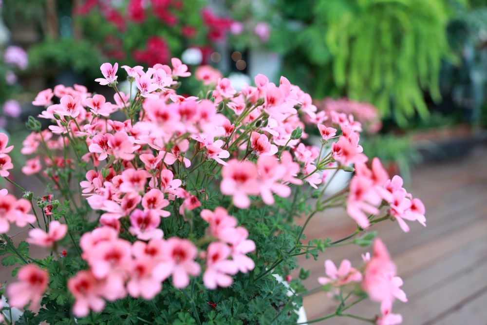 이같이 드릴지니(민 29:39)