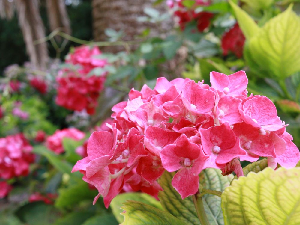 가까이 있는 말씀(롬 10:8-10)