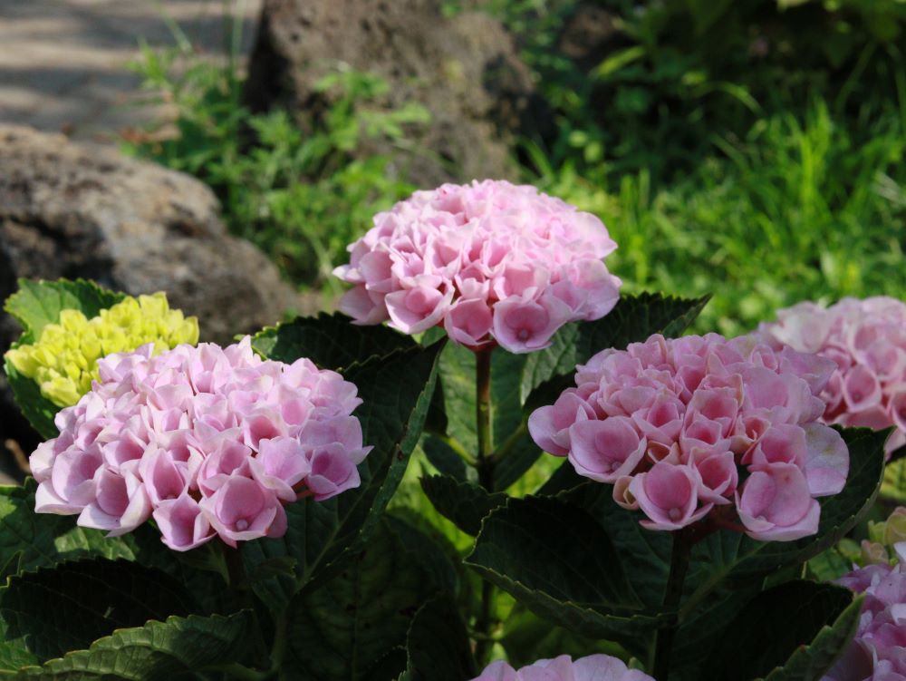 행위가 아니라 믿음으로 (롬 4:2-3)