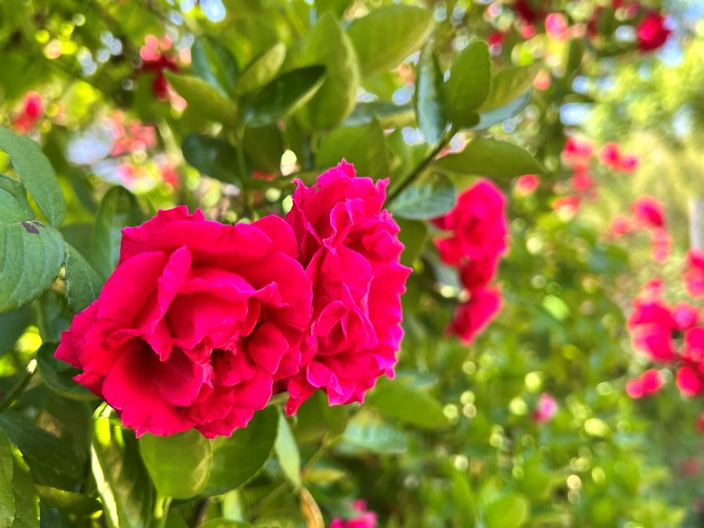 거룩함에 이르는 길(롬 6:19)