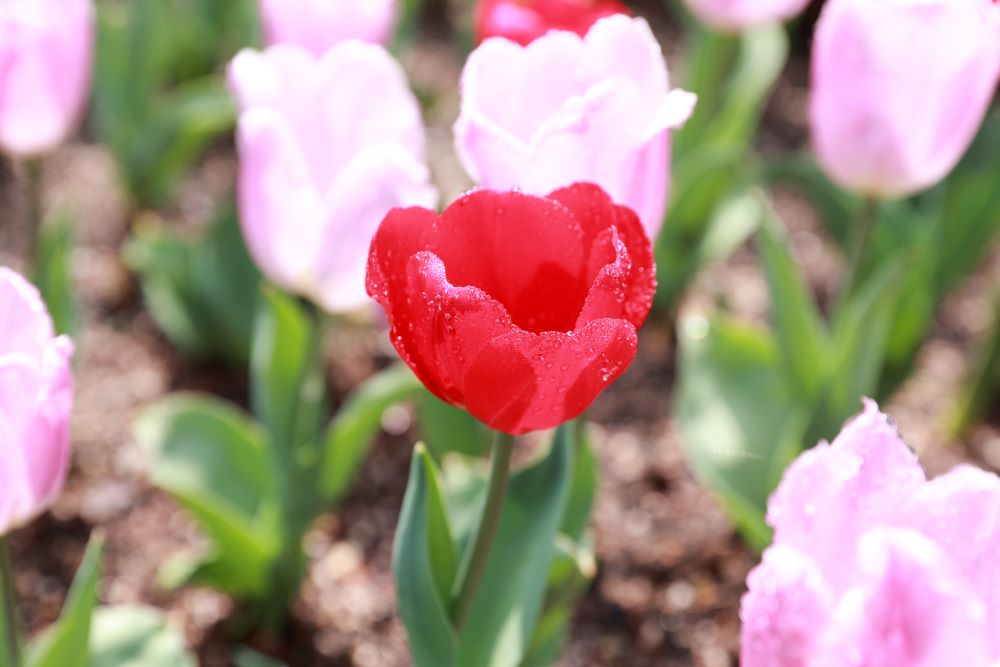 남은 자가 있느니라(롬 11:5-6)