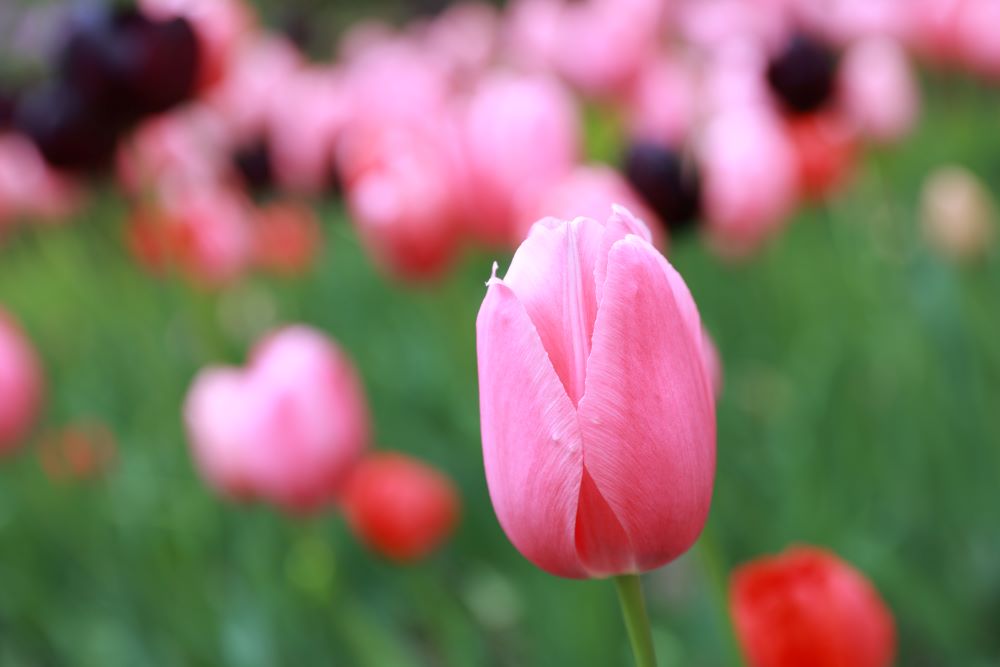 하나님의 은혜로(롬 3:24)