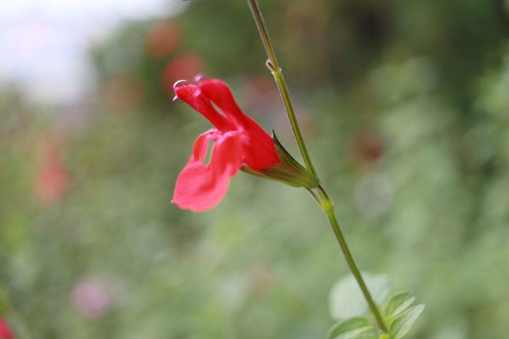 올바른 지식과 열심(롬 10:2)
