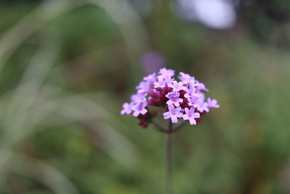 왕 노릇 하리라(롬 5:17)