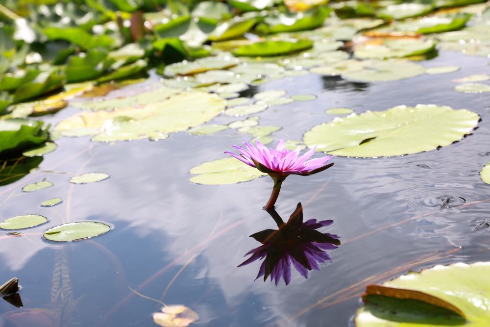 목을 굳게 함(렘 7:26)