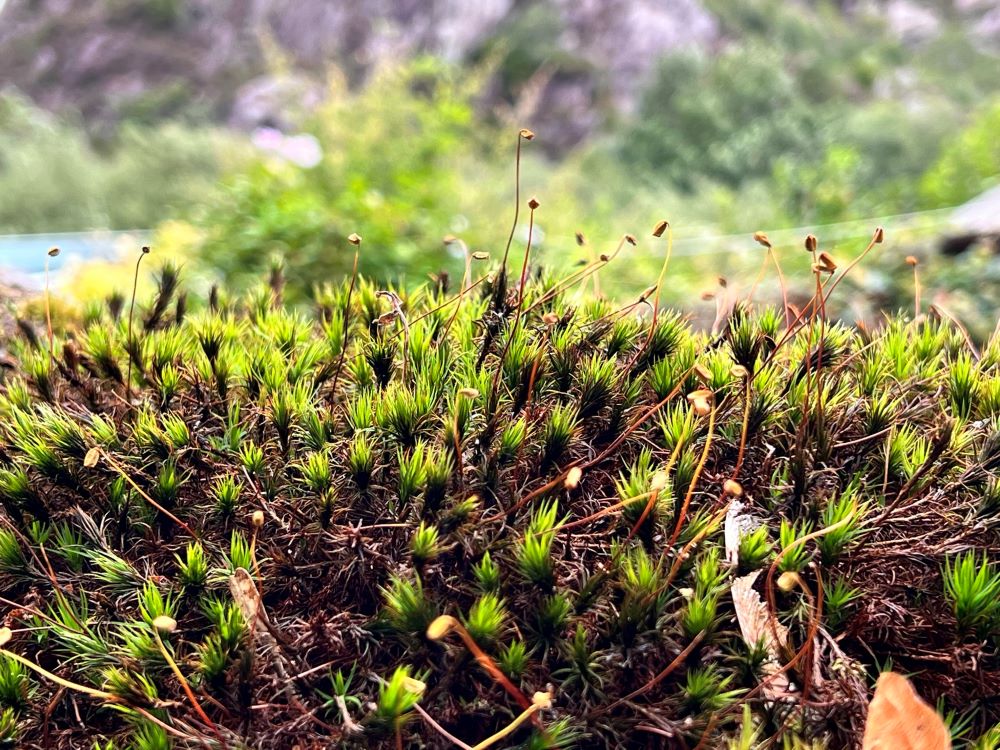 생명의 길(렘 21:8)