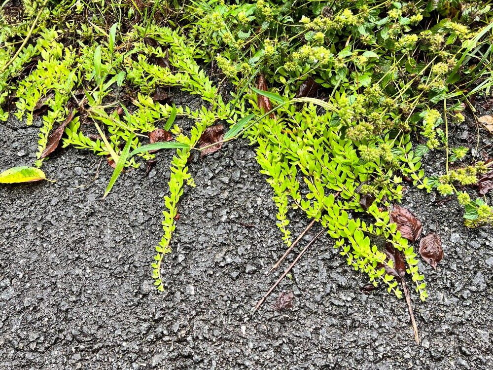 넓은 마음(왕상 4:29)