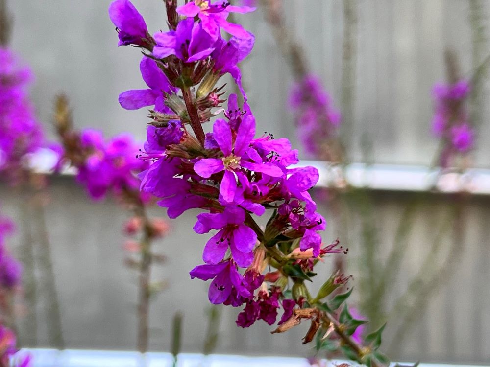 지혜를 주신 고로(왕상 5:12)