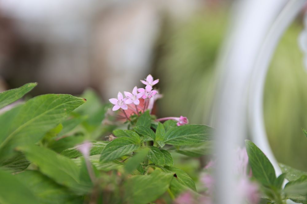 이 성전을 건축하니(왕상 6:12)