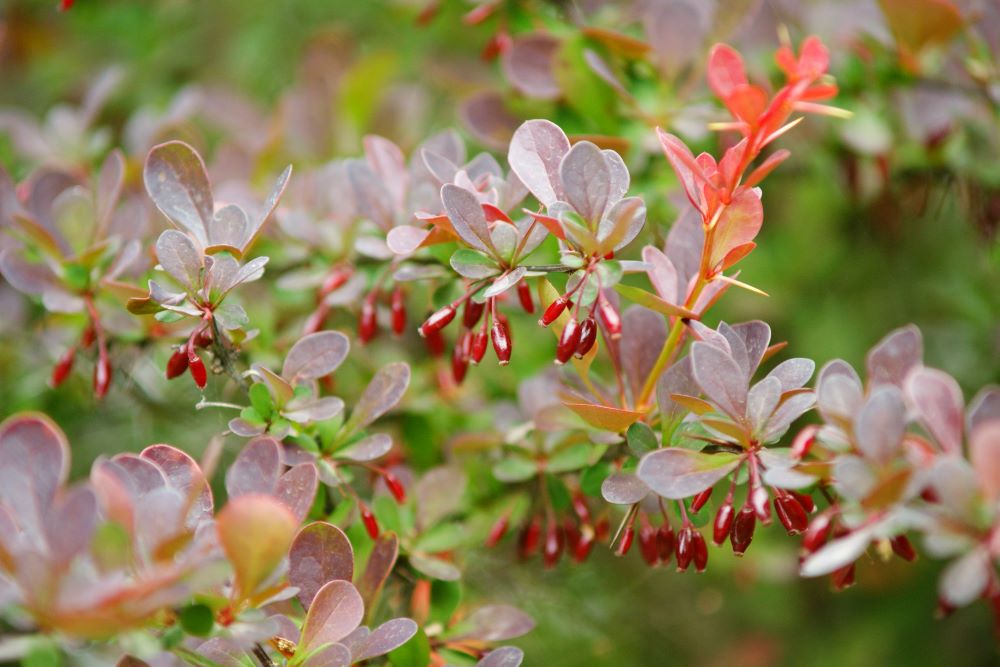 다른 사람인 체(왕상 14:6)