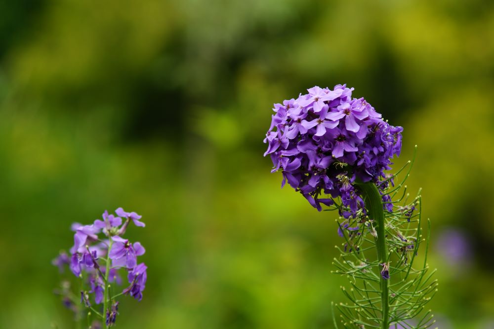 말씀대로 하였더니(왕상 17:15-16)