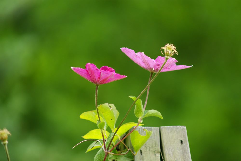 자기 마음대로 정한 달(왕상 12:33)