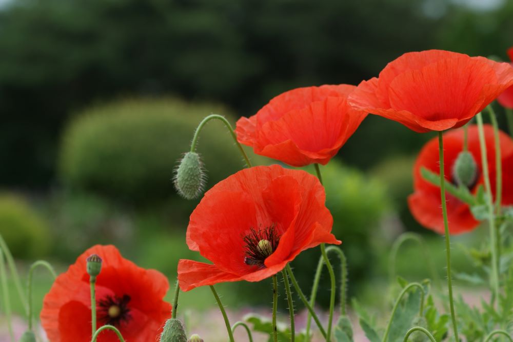 어느 때까지 머뭇머뭇 하려느냐(왕상 18:21)