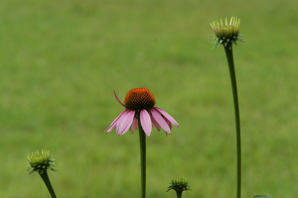 늘그막에(왕상 15:23)