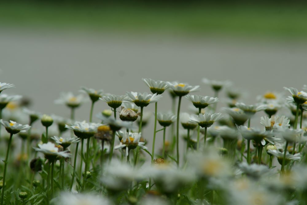 내가 무슨 죄를 범하였기에(왕상 18:9)