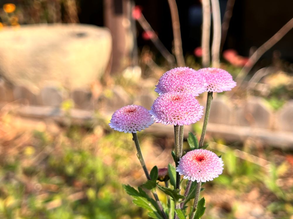 마음의 교만(옵 1:3)